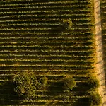 Farma Castel D'alfiolo-barcomonte