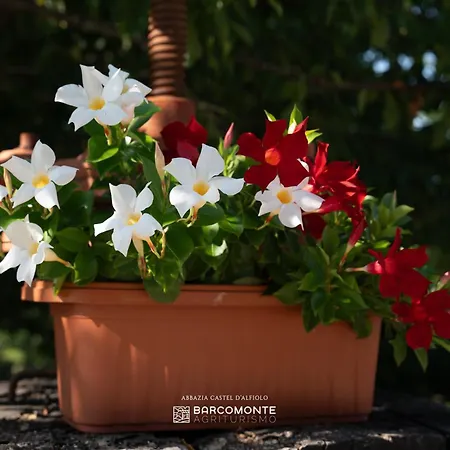 Farmház Castel D'alfiolo-barcomonte