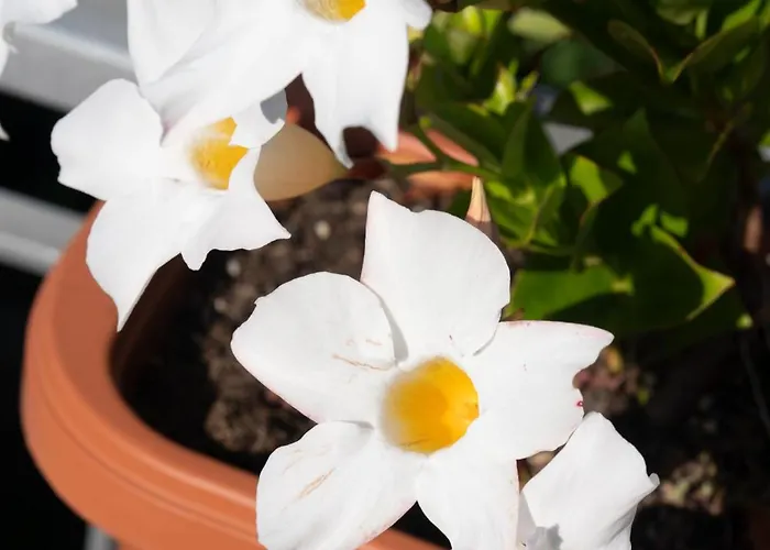 Castel D'alfiolo-barcomonte *