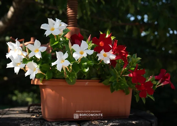 Alojamento de Turismo Rural Castel D'alfiolo-barcomonte