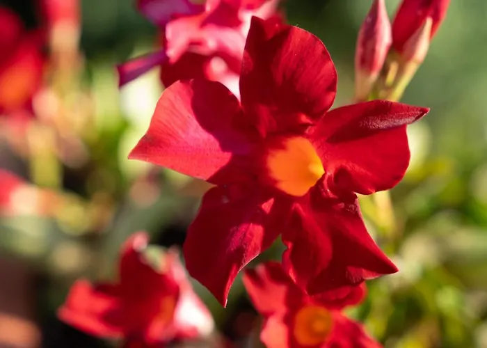 Alojamento de Turismo Rural Castel D'alfiolo-barcomonte *