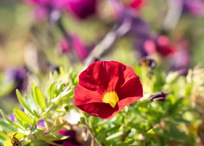Castel D'alfiolo-barcomonte Alojamento de Turismo Rural