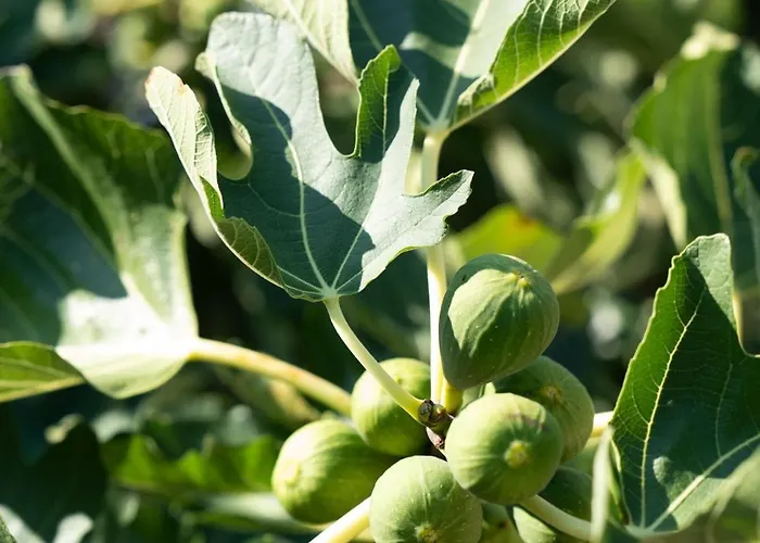 Castel D'alfiolo-barcomonte *