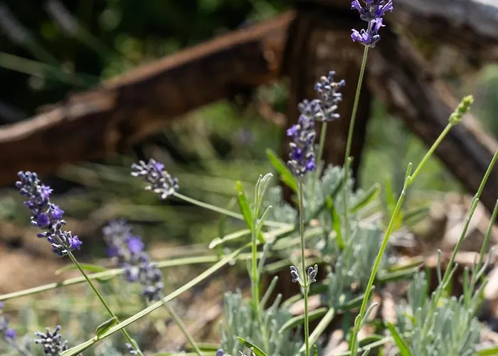 Castel D'alfiolo-barcomonte